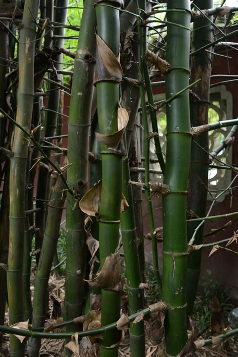 植物 竹|竹类植物